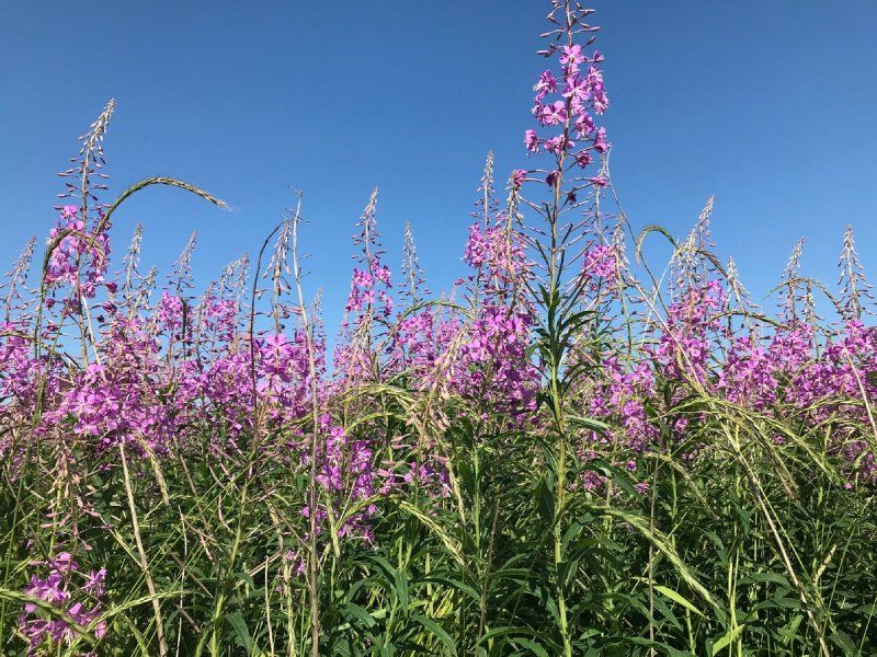 Кипрей мелкоцветковый (Epilobium parviflorum)