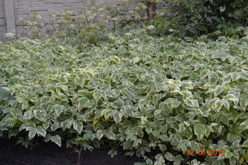 Сныть обыкновенная "пестролистная" (Aegopodium podagraria "variegata")