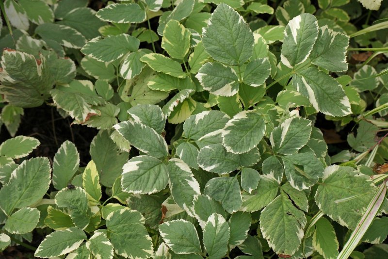 Сныть обыкновенная variegata