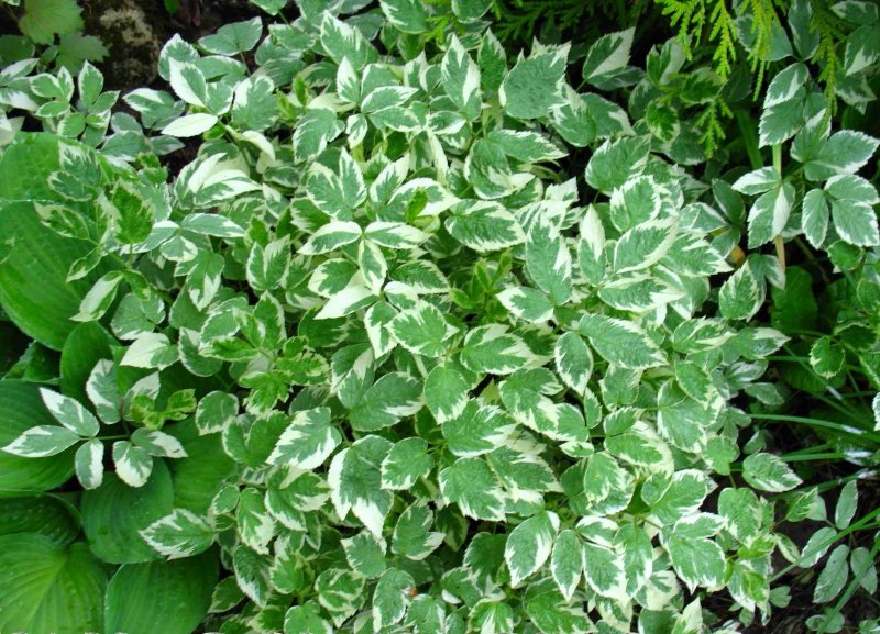 Сныть обыкновенная variegata