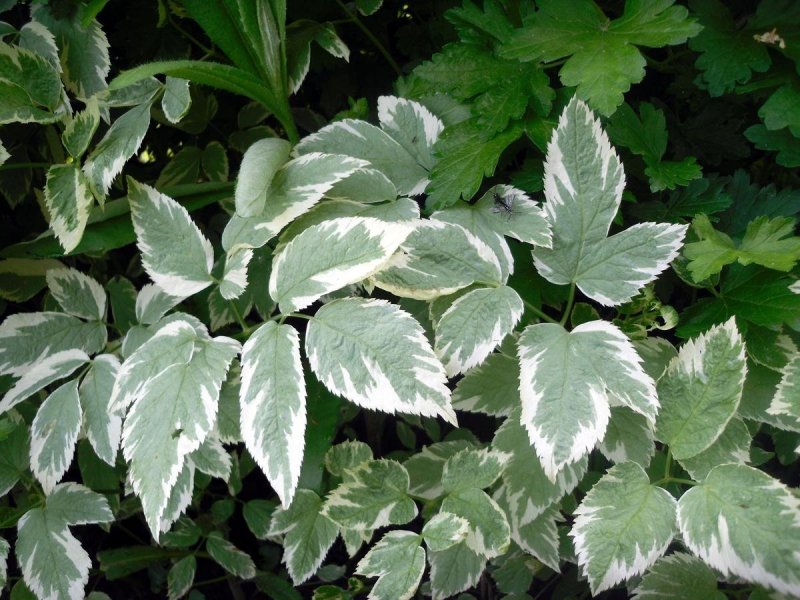 Сныть обыкновенная variegata