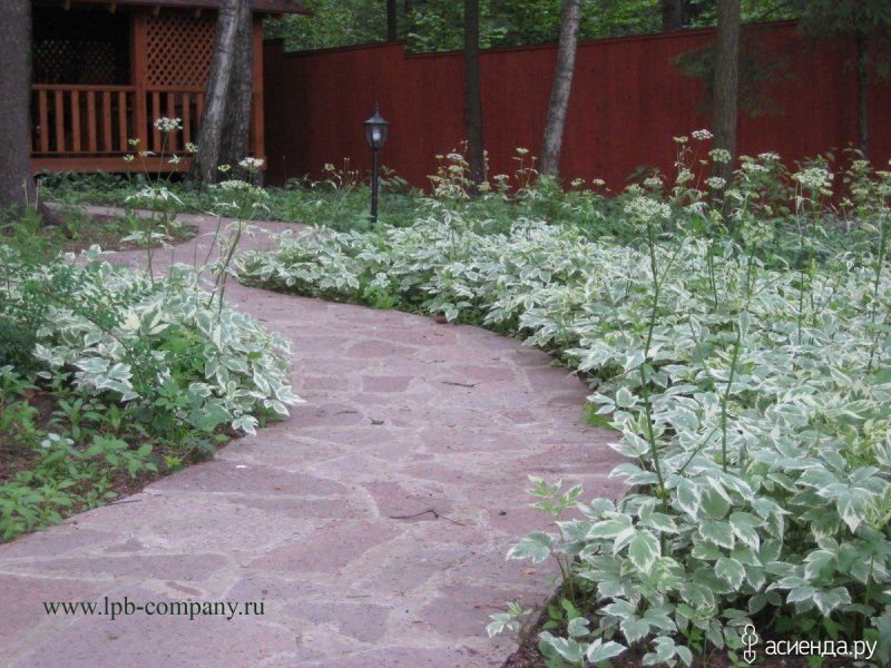 Сныть пестролистная