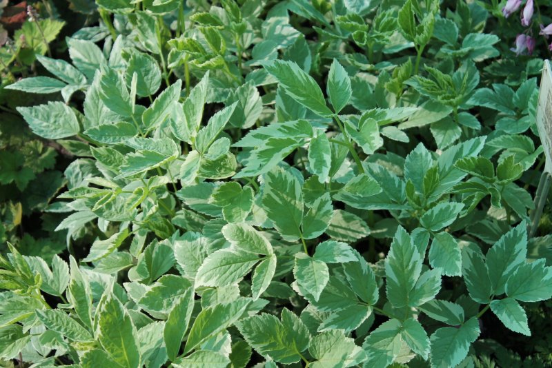 Сныть обыкновенная variegata