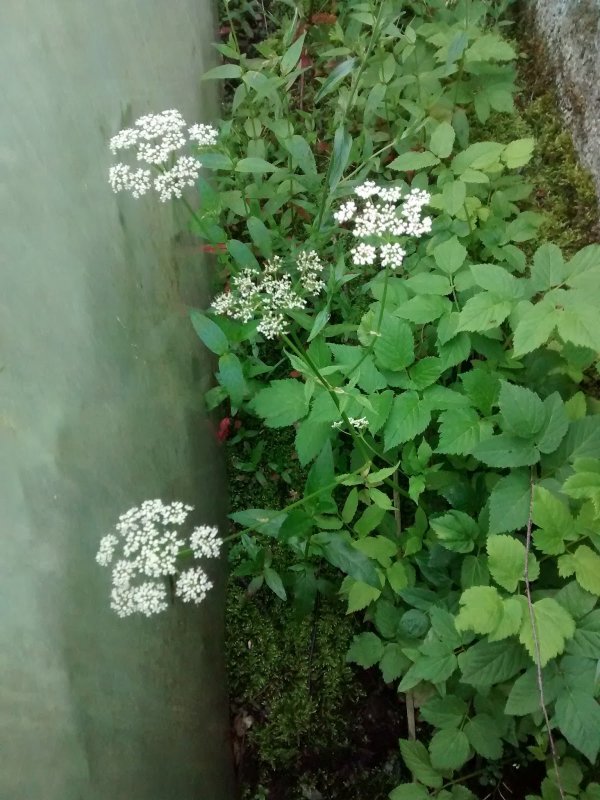 Сныть обыкновенная variegata