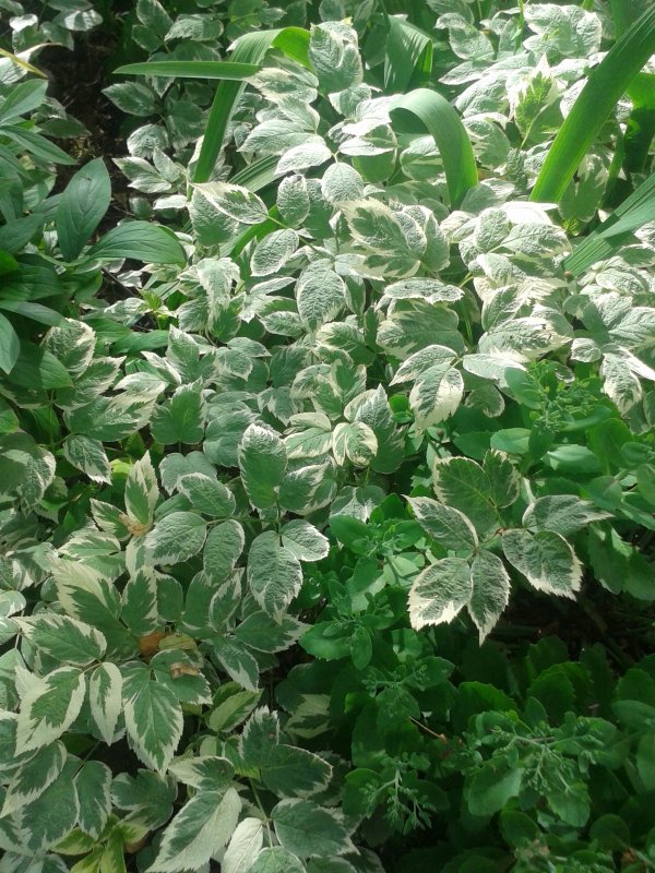 Сныть обыкновенная variegata