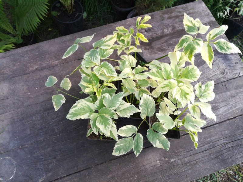 Сныть обыкновенная variegata
