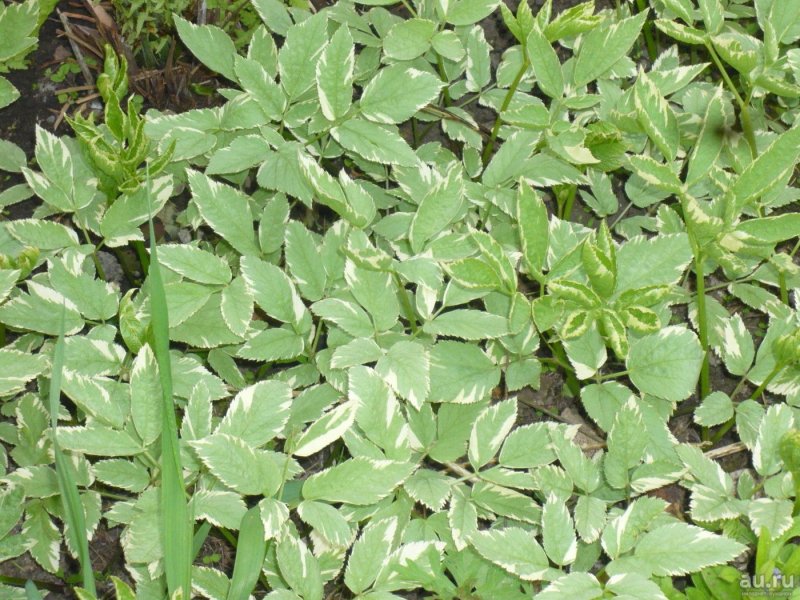 Сныть обыкновенная variegata