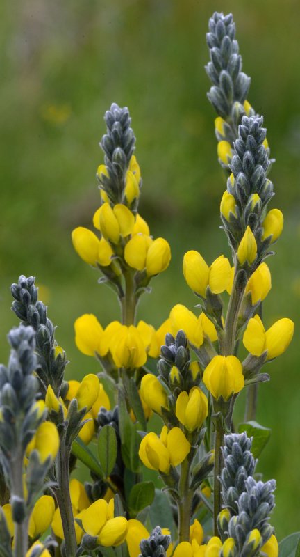 Thermopsis lanceolata
