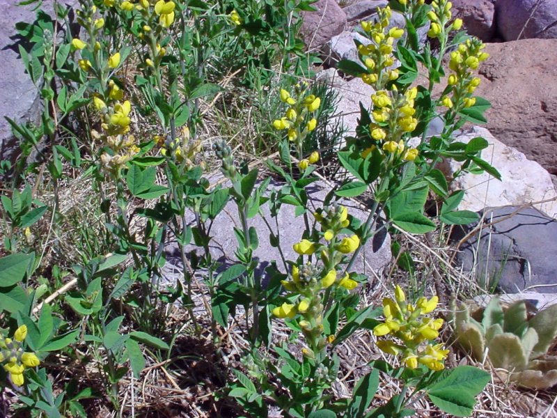 Thermopsis lanceolata