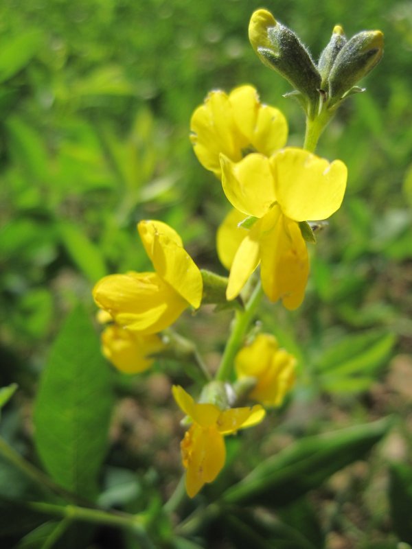 Thermopsis lanceolata