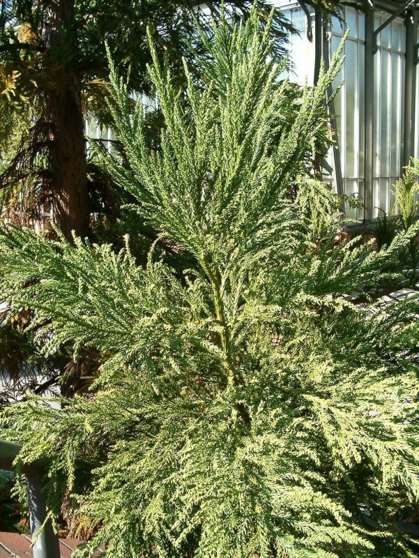 Криптомерия японская (Cryptomeria japonica).
