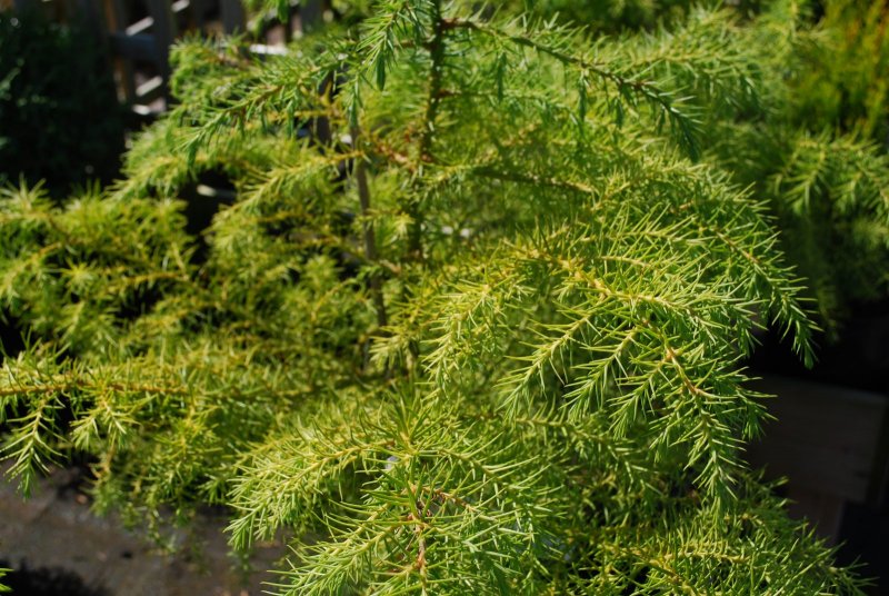 Cryptomeria japonica elegans