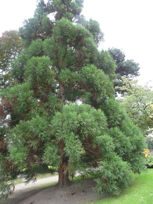 Криптомерия японская (Cryptomeria japonica).