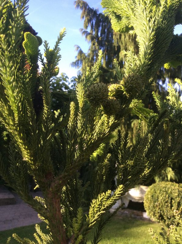 Криптомерия японская (Cryptomeria japonica).