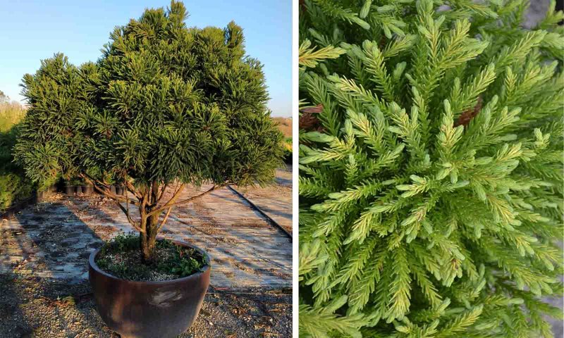 Cryptomeria japonica
