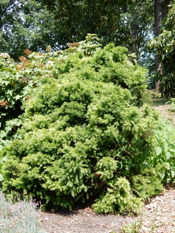 Криптомерия Cryptomeria japonica cristata