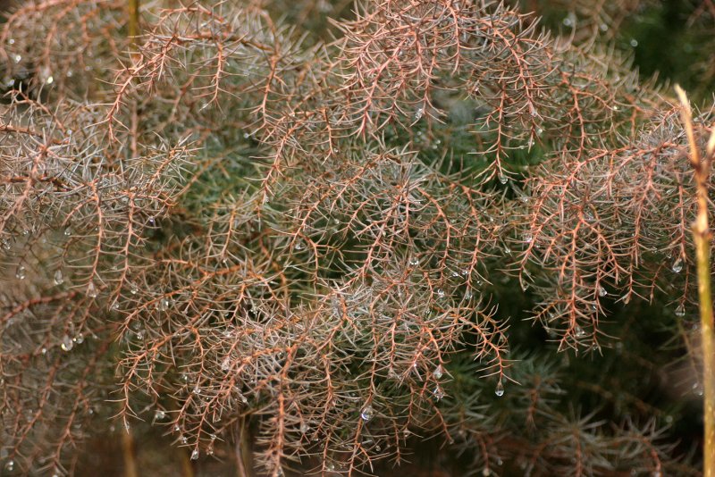 Cryptomeria japonica 'compressa'