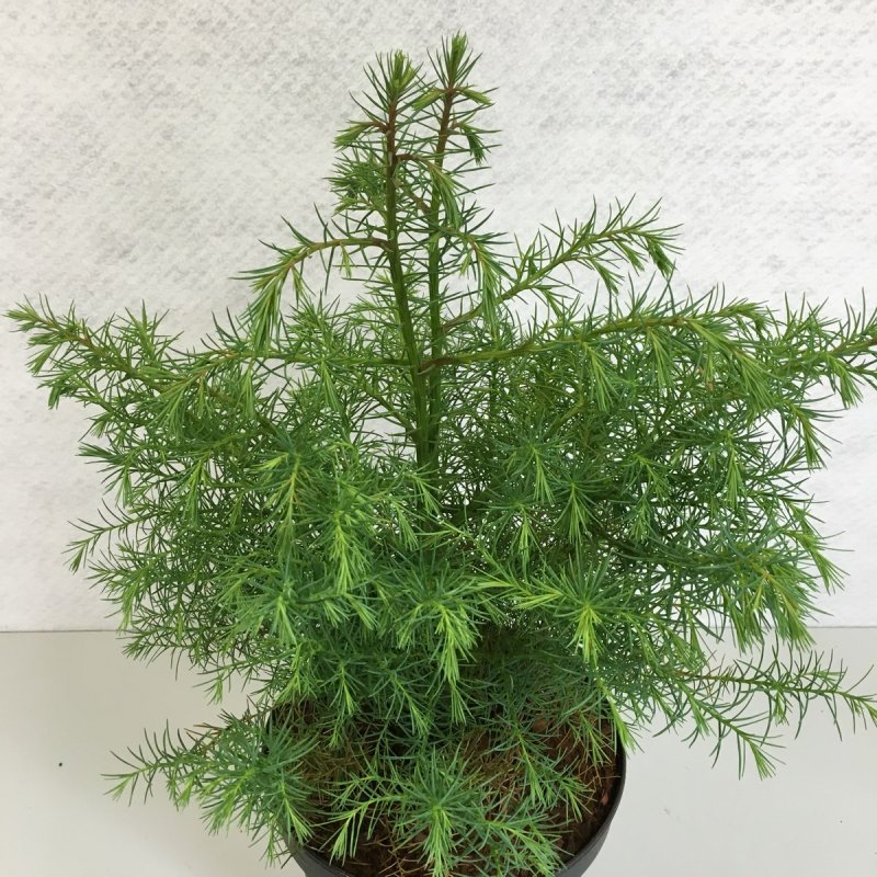 Криптомерия японская 'elegans'