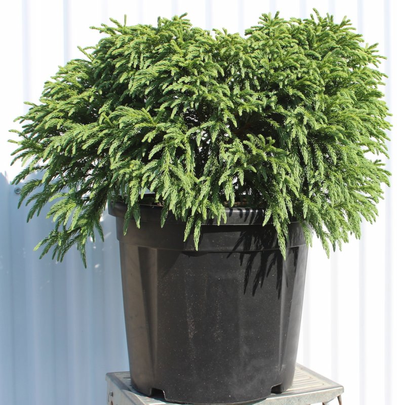 Криптомерия японская ‘элегантная‘ — Cryptomeria japonica d.don ‘elegans’