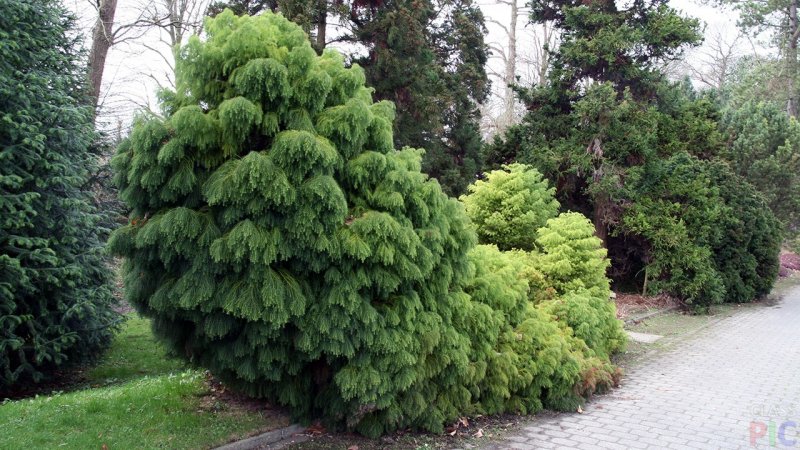 Криптомерия японская Элеганс
