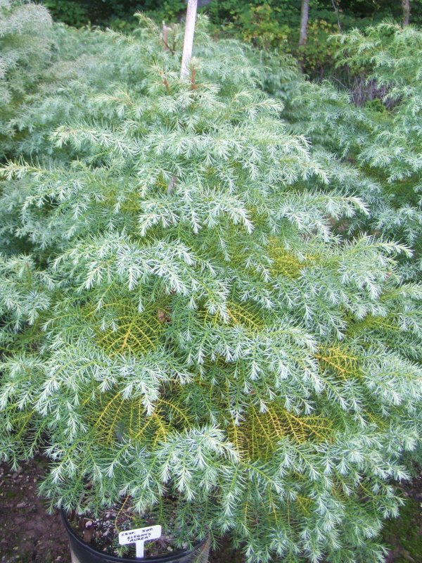 Cryptomeria japonica Vilmorin Gold