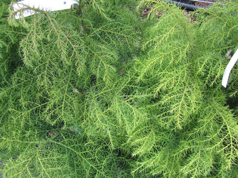 Криптомерия японская 'elegans'