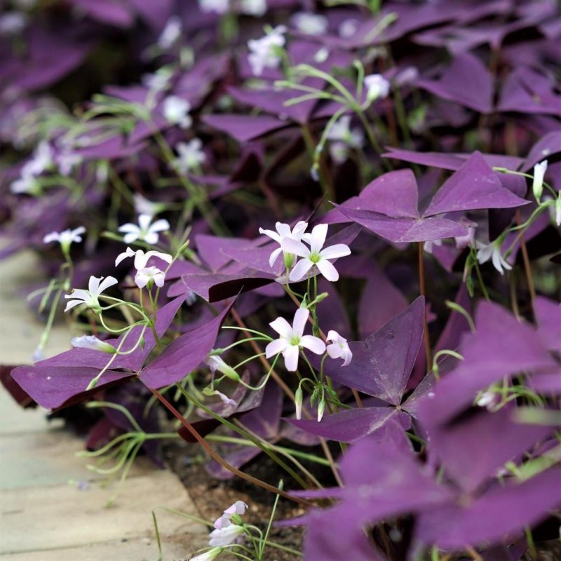 Кислица треугольная (Oxalis triangularis)