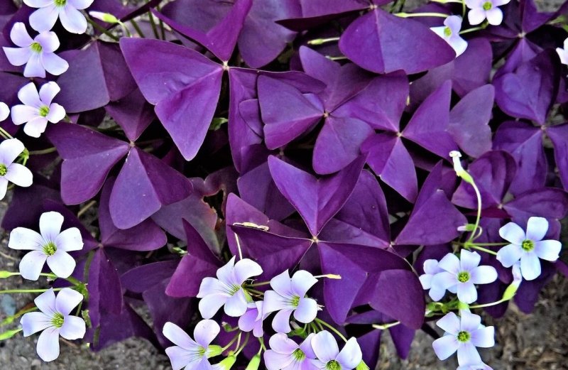 Кислица треугольная (Oxalis triangularis)