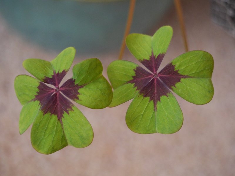 Кислица Ортгиса (Oxalis ortgiesii).