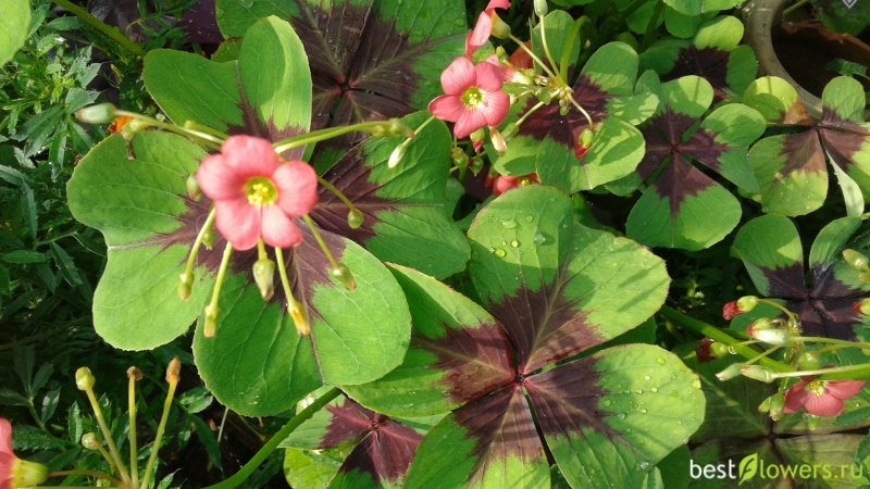 Кислица Деппа (Oxalis deppei)