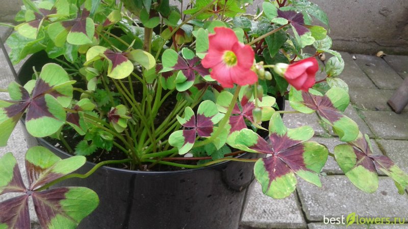 Оксалис-Кислица — Oxalis triangularis