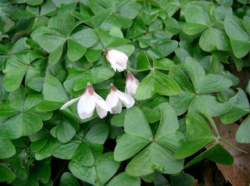 Кислица треугольная (Oxalis triangularis)