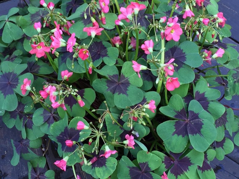 Оксалис `Burgundy Shamrock`