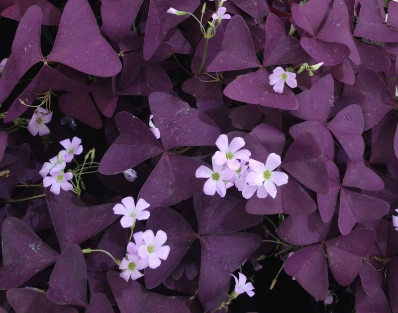 Кислица треугольная (Oxalis triangularis)