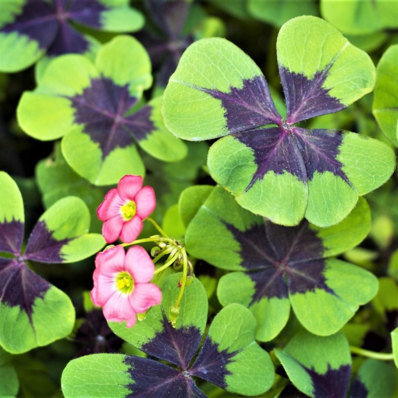 Кислица Ортгиса (Oxalis ortgiesii).