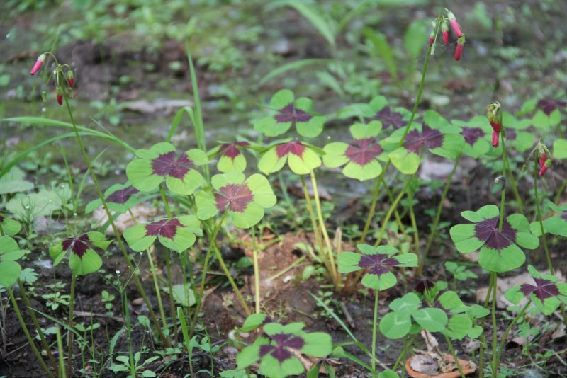 Oxalis tetraphylla Кислица Деппе
