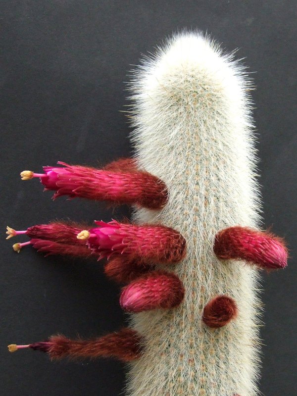 Cleistocactus Strausii