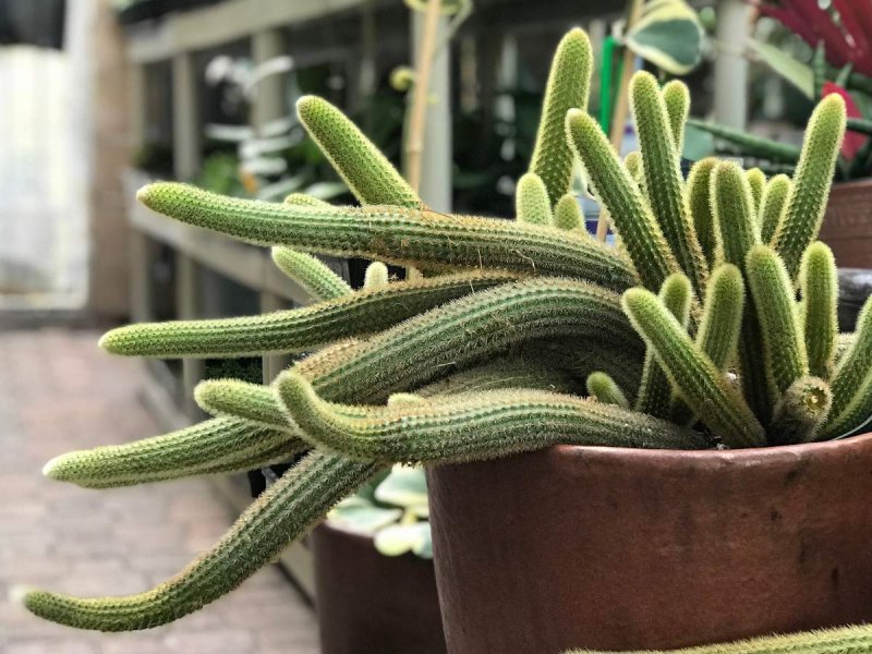 Cleistocactus Winteri