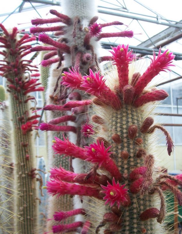 Клейстокактус Штрауса (Cleistocactus Strausii)