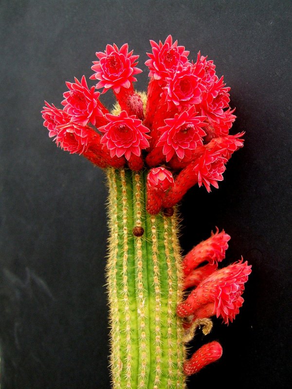 Клейстокактус Штрауса (Cleistocactus Strausii)