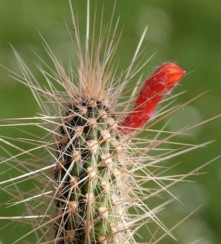 Cleistocactus smaragdiflorus