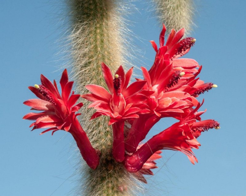 Hildewintera aureispina