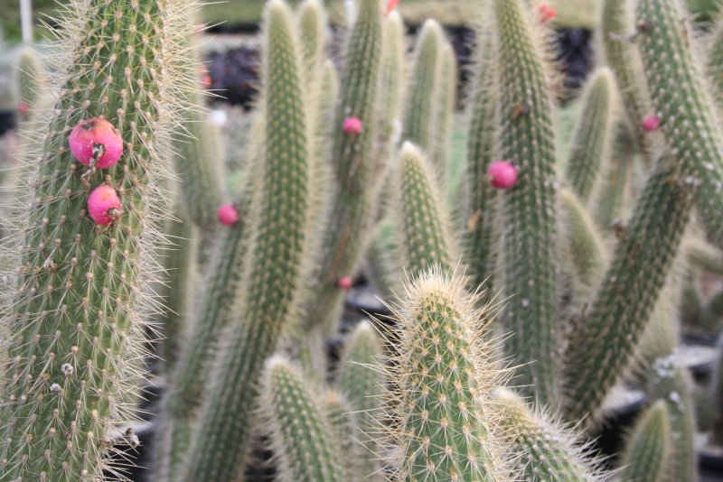 Клейстокактус Штрауса (Cleistocactus Strausii)