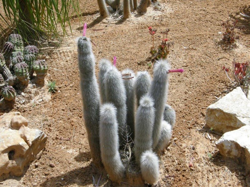 Cleistocactus hyalacanthus