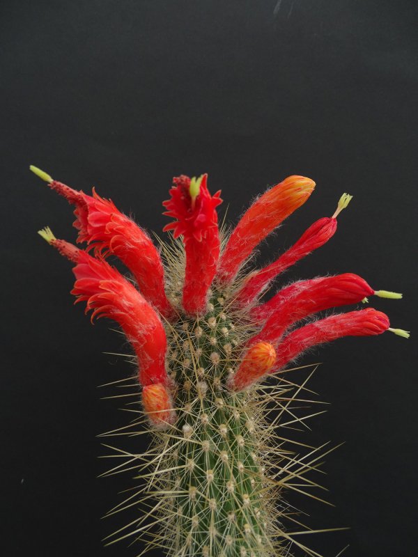 Клейстокактус Штрауса (Cleistocactus Strausii)