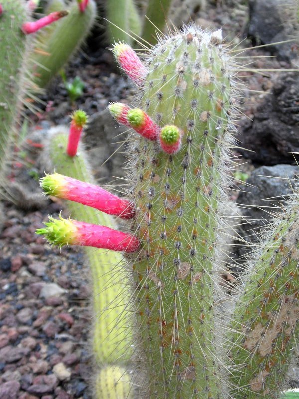Cleistocactus morawetzianus