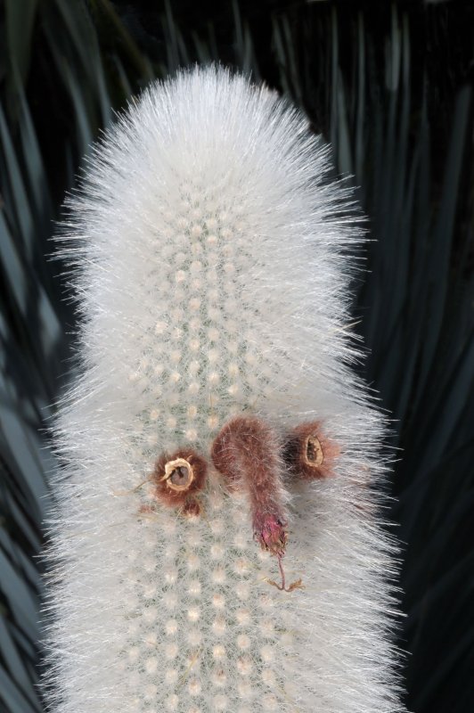 Клейстокактус Штрауса (Cleistocactus Strausii)