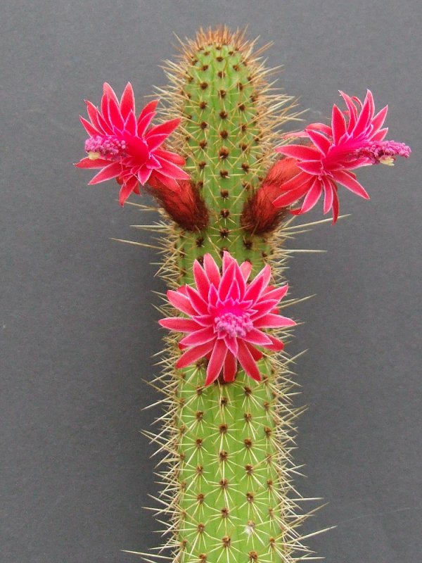 Cleistocactus Strausii