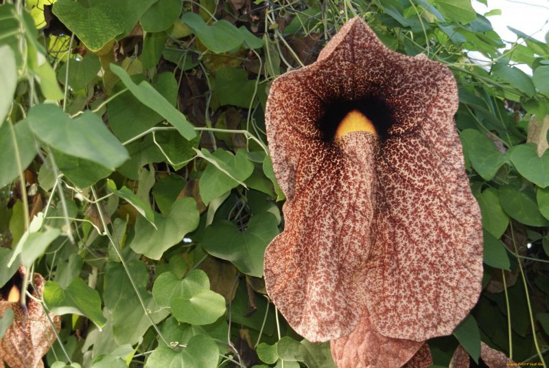 Кирказон маньчжурский (Aristolochia manshuriensis)
