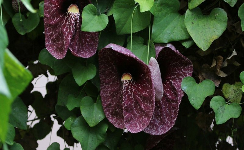 Aristolochia macrophylla